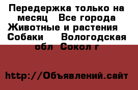 Передержка только на месяц - Все города Животные и растения » Собаки   . Вологодская обл.,Сокол г.